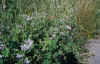 10PANT98.JPG (54264 byte)