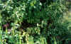 3PANT98.JPG (54118 byte)