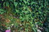 4PANT98.JPG (47097 byte)