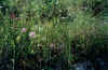 5PANT98.JPG (54086 byte)