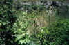 7PANT98.JPG (54092 byte)