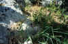 8PANT98.JPG (49280 byte)